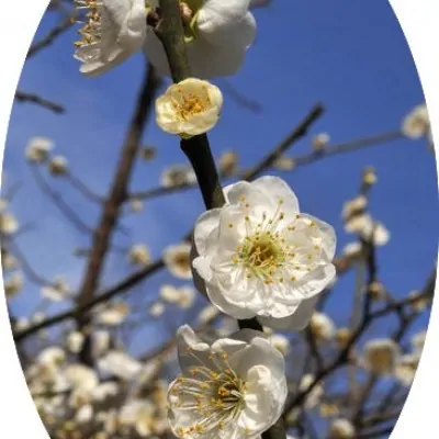 Prunus mume alboplena