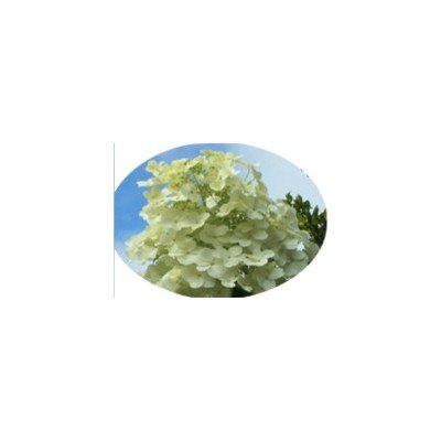 Hydrangea paniculata 'White Moth'