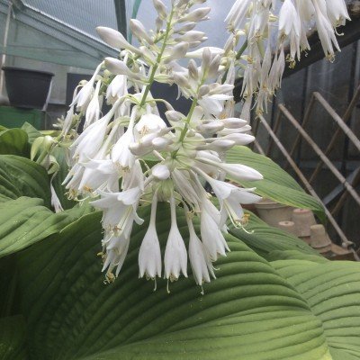 Hosta Green Acres