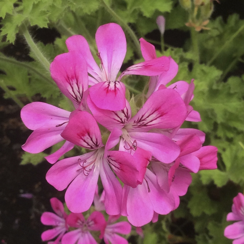 Pelargonium Pink Capitatum