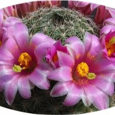 mammillaria pseudoalamensis