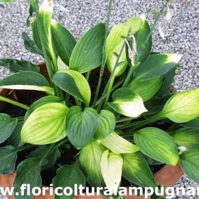 Hosta Janet Day