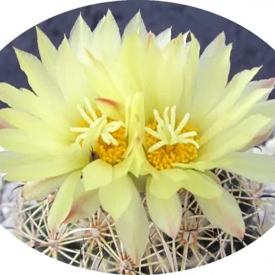 coryphantha palmeri