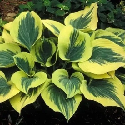 Hosta Liberty® 