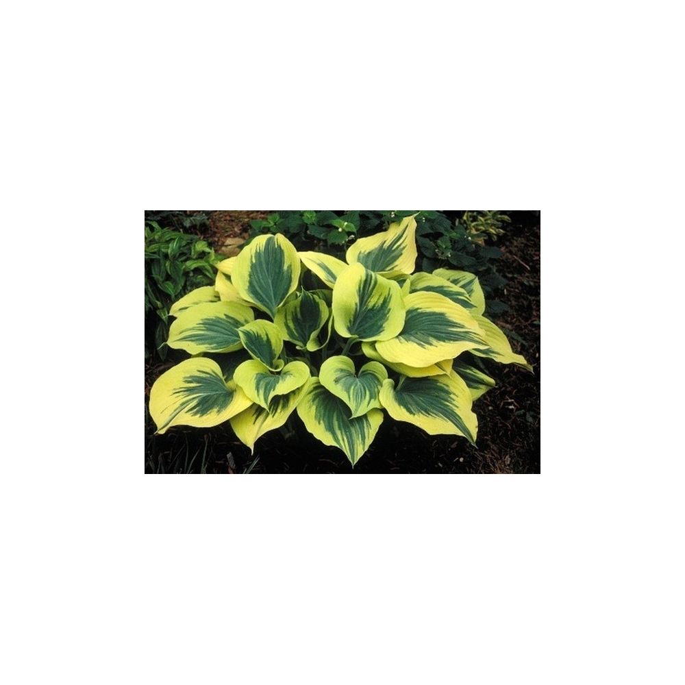 Hosta Liberty® 