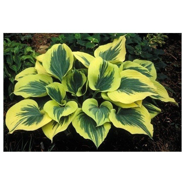 Hosta Liberty® 