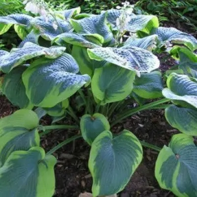 Hosta Pizzaz