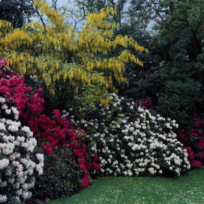 Giardino in collina con rododendri e maggio ciondolo