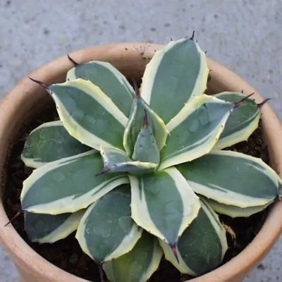 AGAVE PARRYI CREAM SPIKE