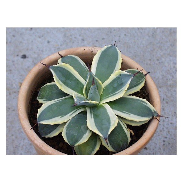 AGAVE PARRYI CREAM SPIKE