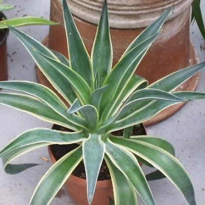 AGAVE DESMETTIANA variegata