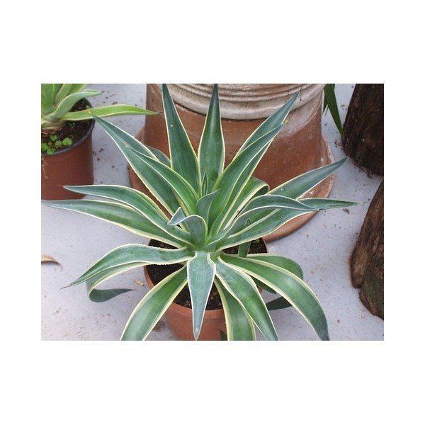 AGAVE DESMETTIANA variegata