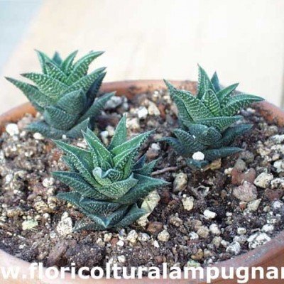 Haworthia glauca herrei x...