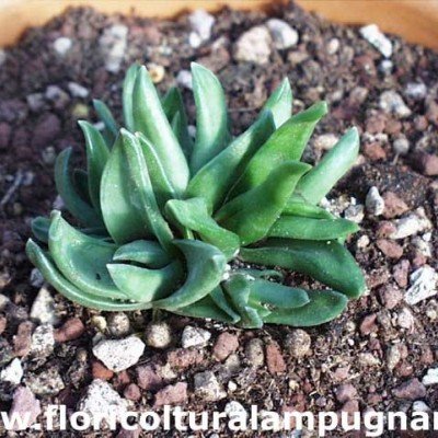 Haworthia starkiana