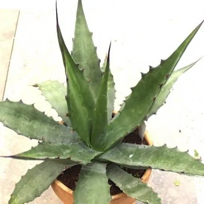 Agave Macrocumulis