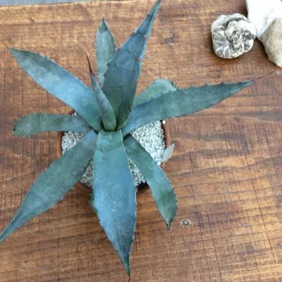 Agave Macrocumulis Carneros