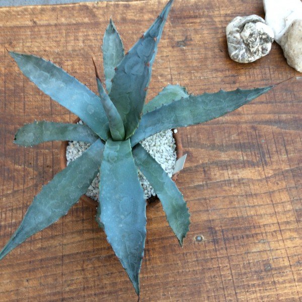 Agave Macrocumulis Carneros