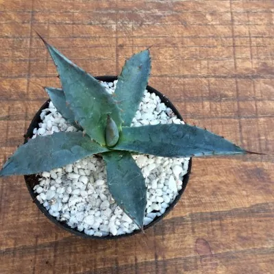 Agave Karwinskiana