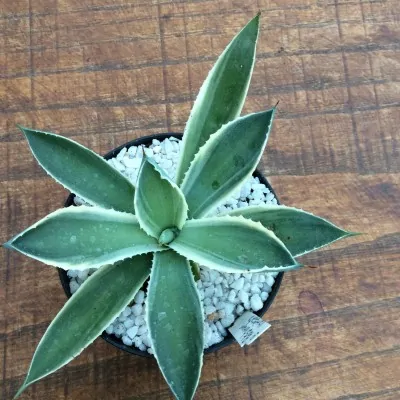 Agave potatorum variegata