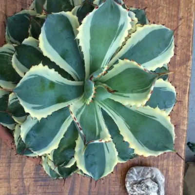 Agave potatorum variegata