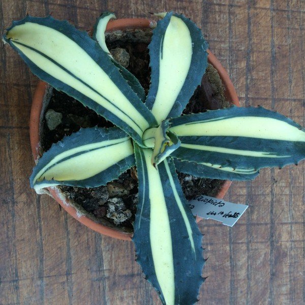 Agave Americana Mediopicta aurea