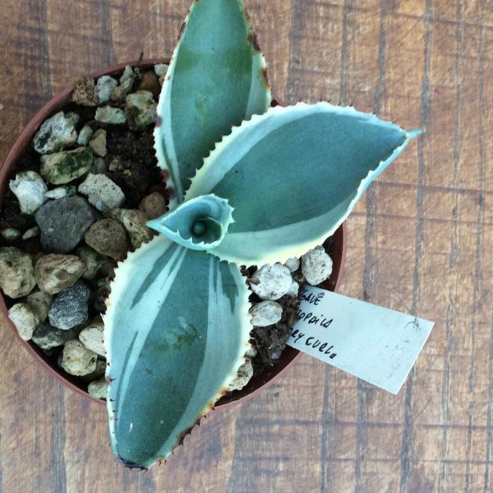 Agave Gypsophyla Ivory Curl's