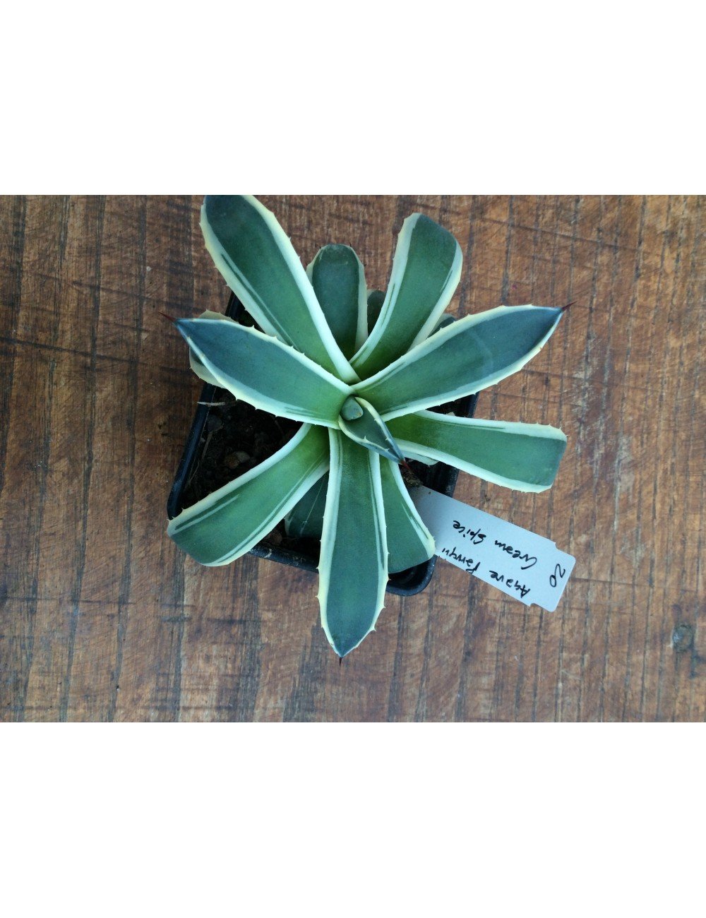 Agave Parryi Cram Spice