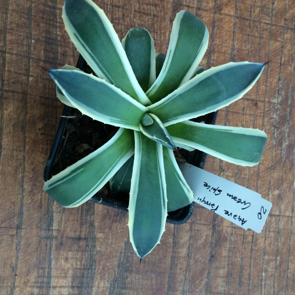 Agave Parryi Cram Spice