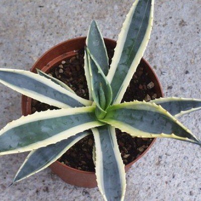 Agave Americana Aureomarginata