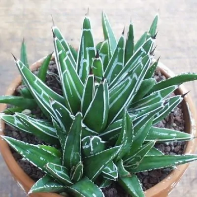 Agave Compacta Victoria reginae Sierra Parras