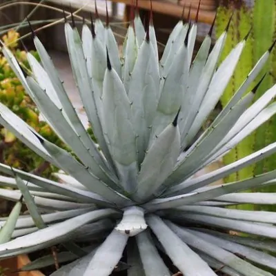 Agave Macrocantha