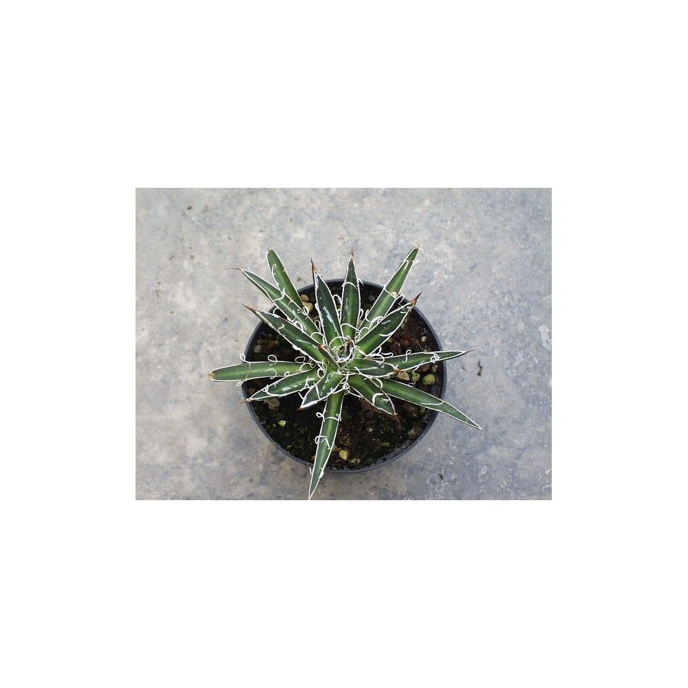 Agave Filifera Microceps Compacta