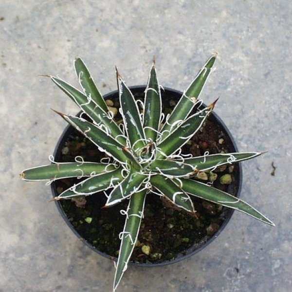 Agave Filifera Microceps Compacta