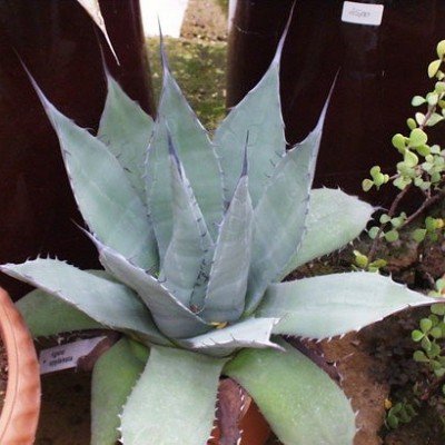 Agave Applanata