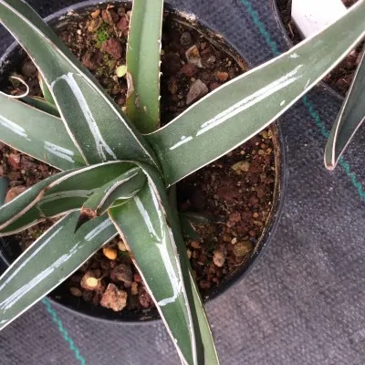 Agave 