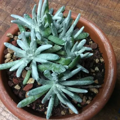 Senecio scaposus