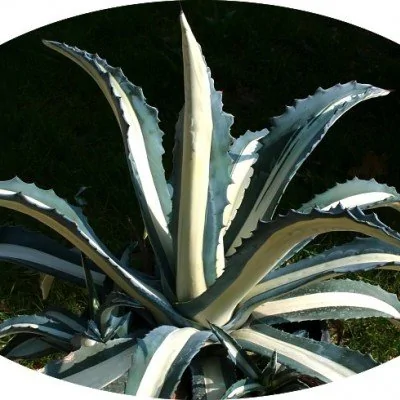 Agave Americana mediopicta...