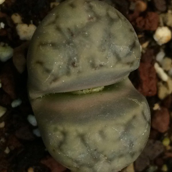 lithops karasmontana Lateritia