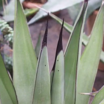 Agave Nigra