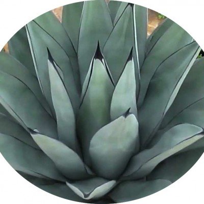 Agave Nigra