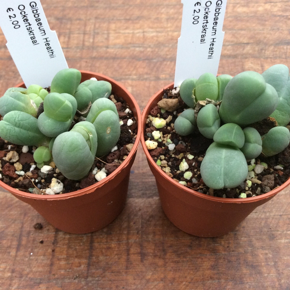 Gibbaeum heathii ockertskaal