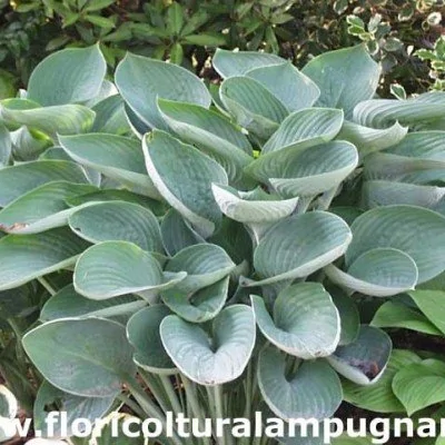 Hosta Nigrescens