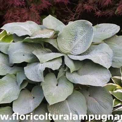 Hosta Blue Mammouth