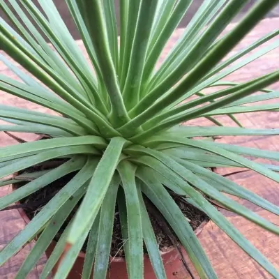 Agave stricta echinoides