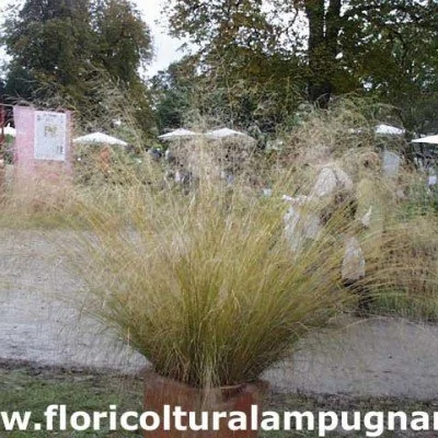 Eragrostis Curvula