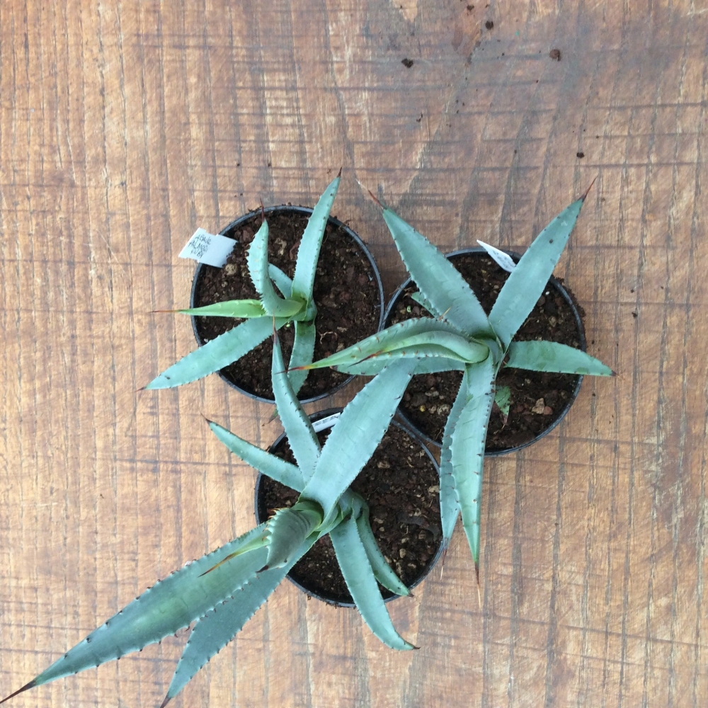 Agave palmeri ruby