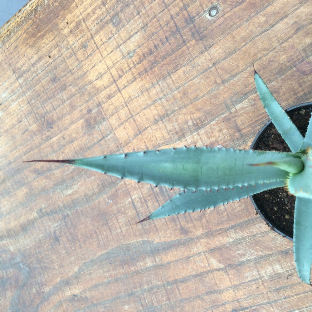 Agave palmeri ruby