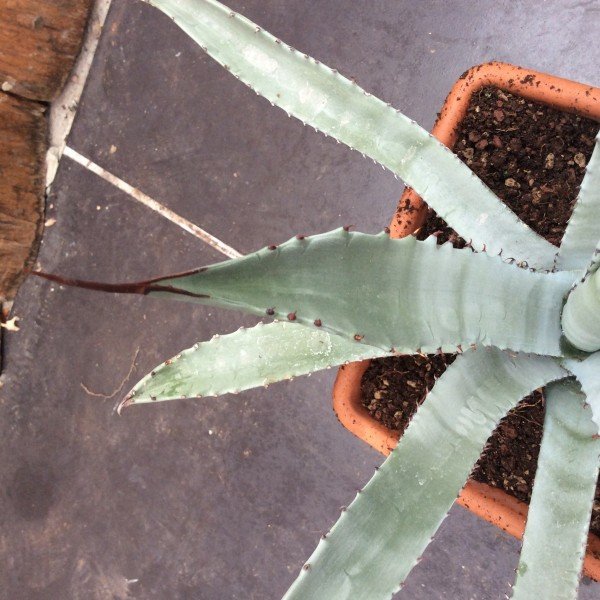 Agave palmeri ruby