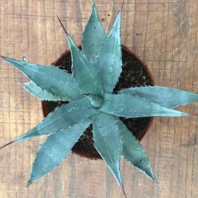 Agave Karviskiana