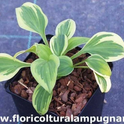 Hosta Hope (Miniatura 10/20...